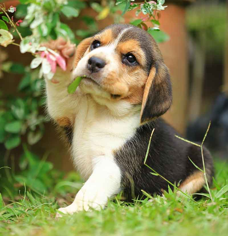 beagle puppy